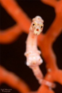 The tiny Denise's Pygmy Seahorse was also kind and allowe... by Iyad Suleyman 